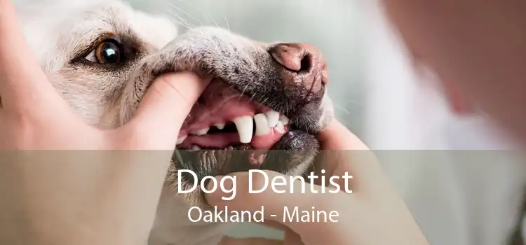 Dog Dentist Oakland - Maine