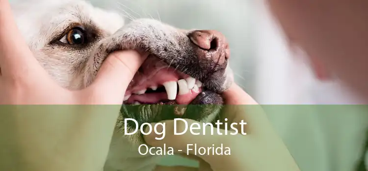 Dog Dentist Ocala - Florida