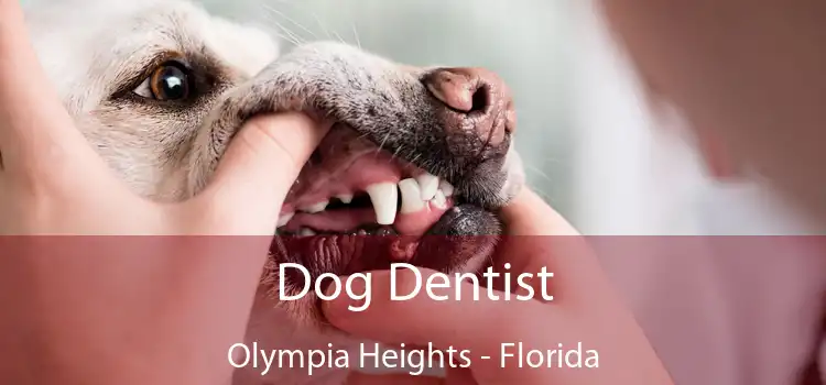 Dog Dentist Olympia Heights - Florida