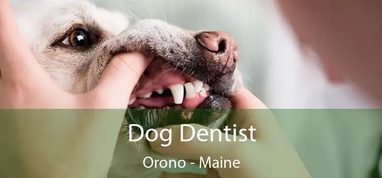 Dog Dentist Orono - Maine