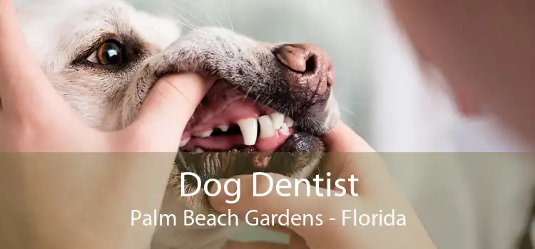 Dog Dentist Palm Beach Gardens - Florida