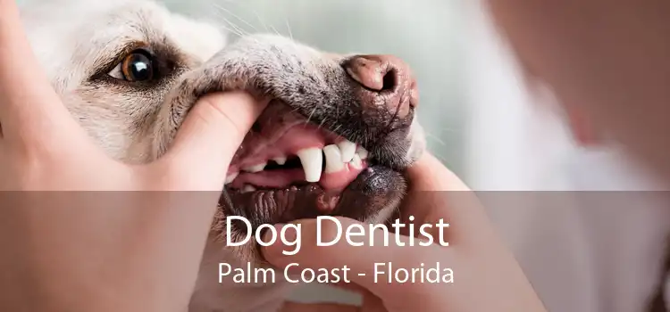 Dog Dentist Palm Coast - Florida