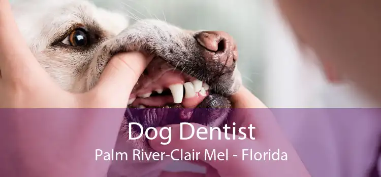 Dog Dentist Palm River-Clair Mel - Florida