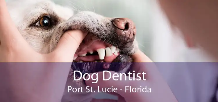 Dog Dentist Port St. Lucie - Florida