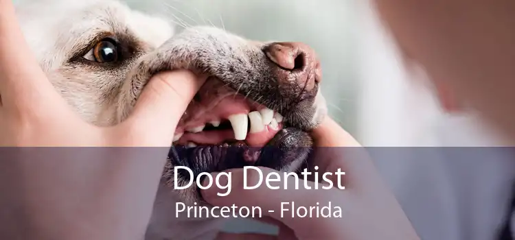 Dog Dentist Princeton - Florida