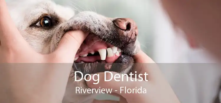Dog Dentist Riverview - Florida