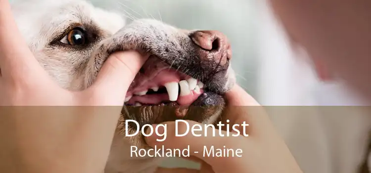 Dog Dentist Rockland - Maine