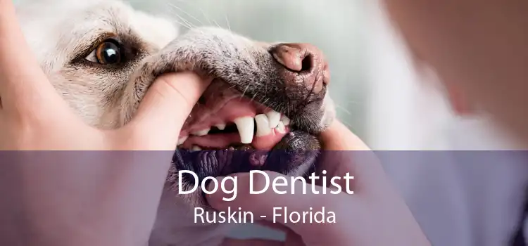 Dog Dentist Ruskin - Florida