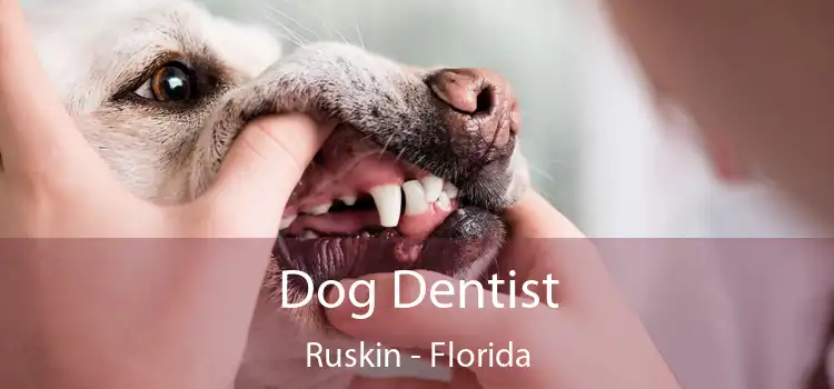 Dog Dentist Ruskin - Florida