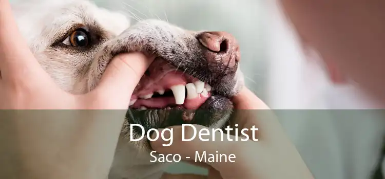 Dog Dentist Saco - Maine