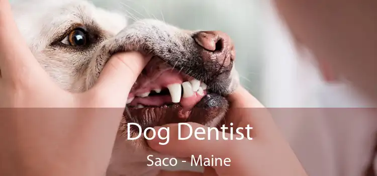 Dog Dentist Saco - Maine