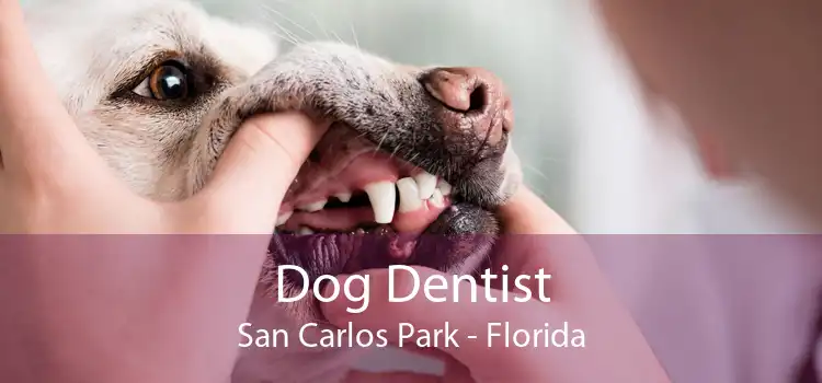 Dog Dentist San Carlos Park - Florida