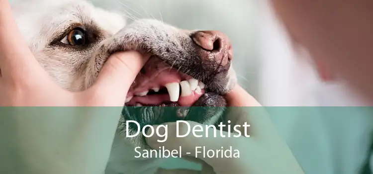 Dog Dentist Sanibel - Florida