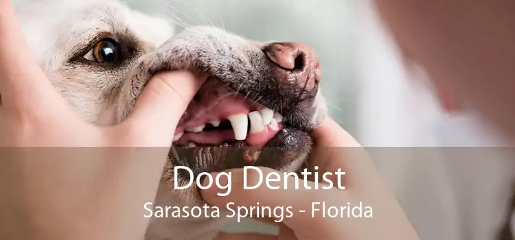 Dog Dentist Sarasota Springs - Florida