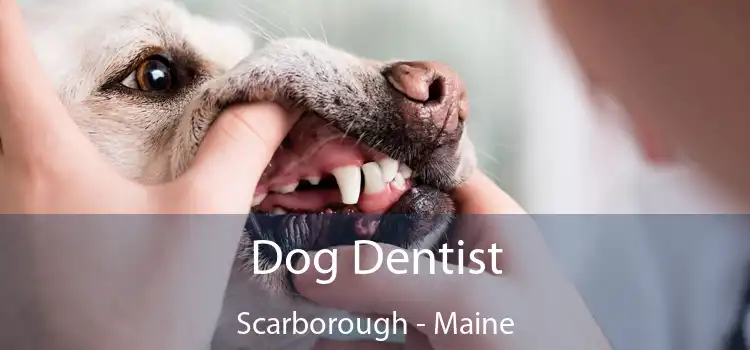 Dog Dentist Scarborough - Maine