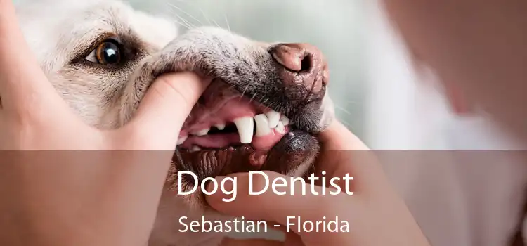 Dog Dentist Sebastian - Florida