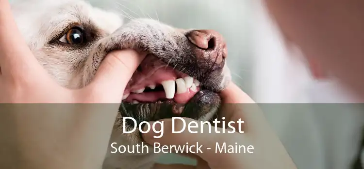 Dog Dentist South Berwick - Maine