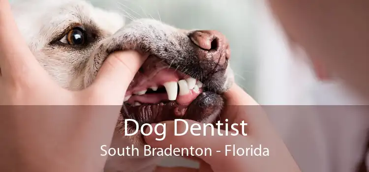 Dog Dentist South Bradenton - Florida