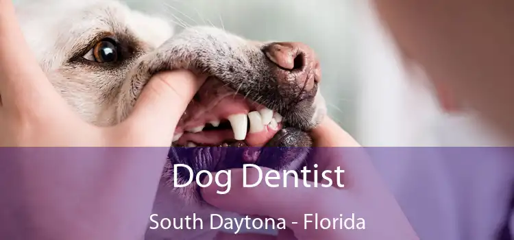 Dog Dentist South Daytona - Florida