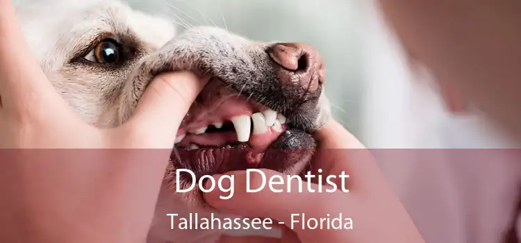 Dog Dentist Tallahassee - Florida