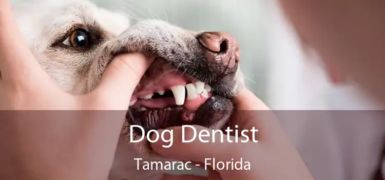 Dog Dentist Tamarac - Florida