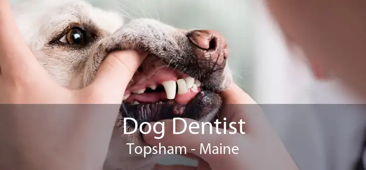 Dog Dentist Topsham - Maine