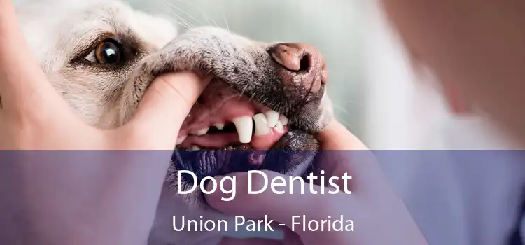 Dog Dentist Union Park - Florida