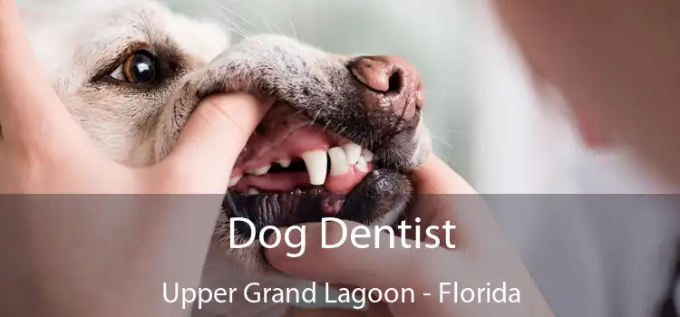 Dog Dentist Upper Grand Lagoon - Florida