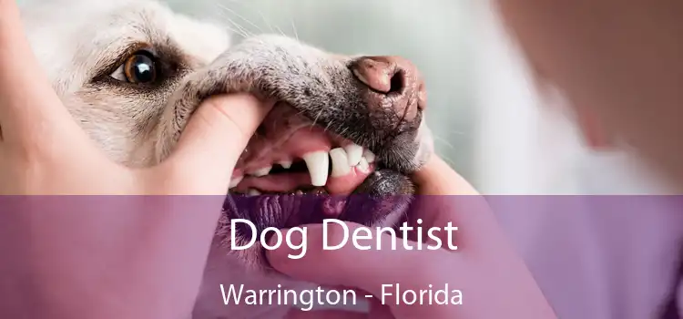 Dog Dentist Warrington - Florida