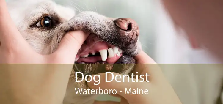 Dog Dentist Waterboro - Maine