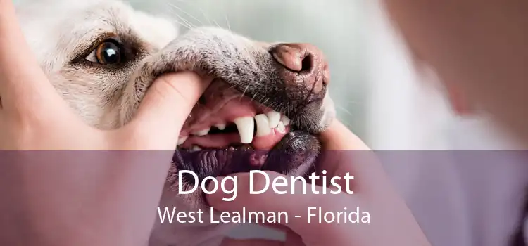 Dog Dentist West Lealman - Florida
