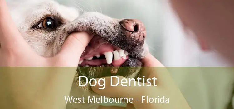 Dog Dentist West Melbourne - Florida