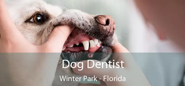 Dog Dentist Winter Park - Florida