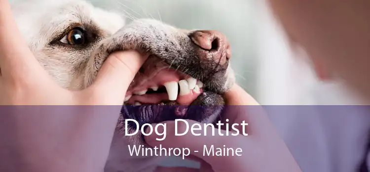 Dog Dentist Winthrop - Maine