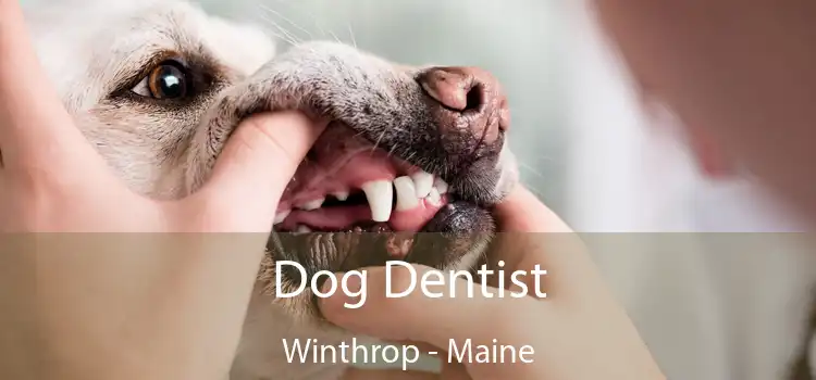 Dog Dentist Winthrop - Maine