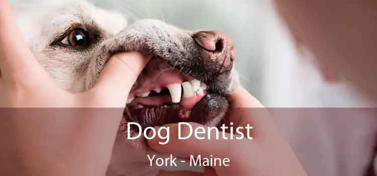 Dog Dentist York - Maine