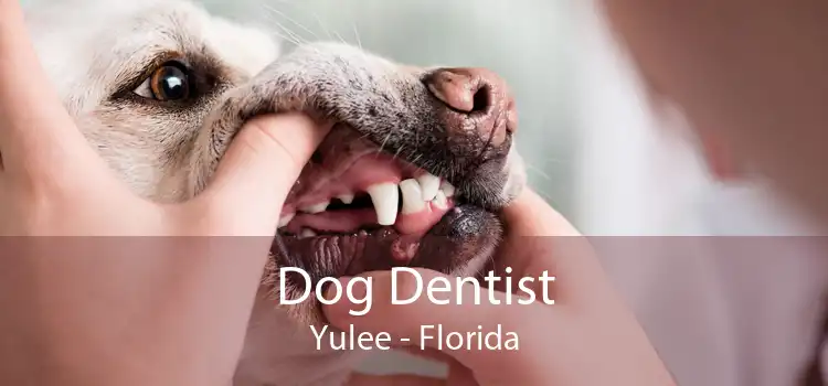 Dog Dentist Yulee - Florida