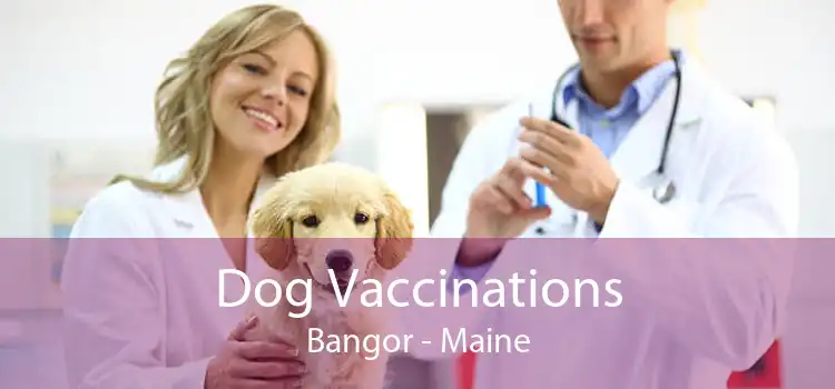 Dog Vaccinations Bangor - Maine