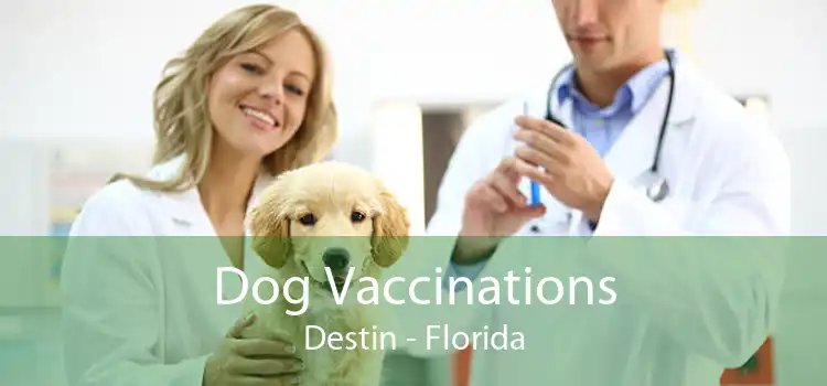 Dog Vaccinations Destin - Florida