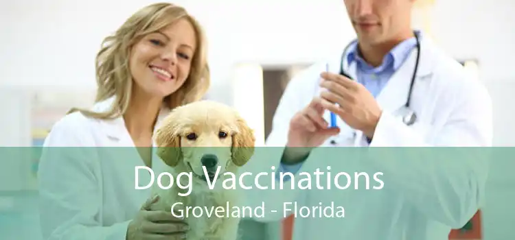 Dog Vaccinations Groveland - Florida