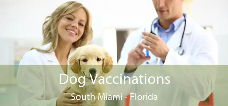 Dog Vaccinations South Miami - Florida