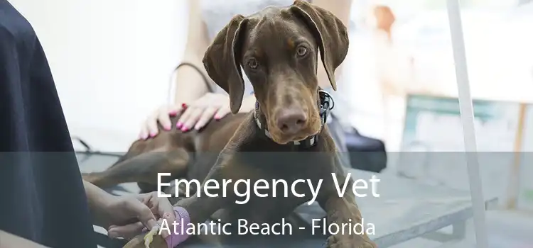 Emergency Vet Atlantic Beach - Florida