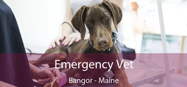 Emergency Vet Bangor - Maine