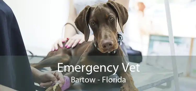 Emergency Vet Bartow - Florida