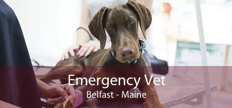Emergency Vet Belfast - Maine