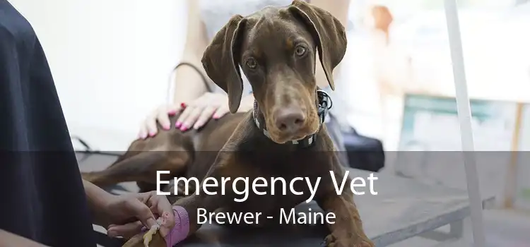 Emergency Vet Brewer - Maine