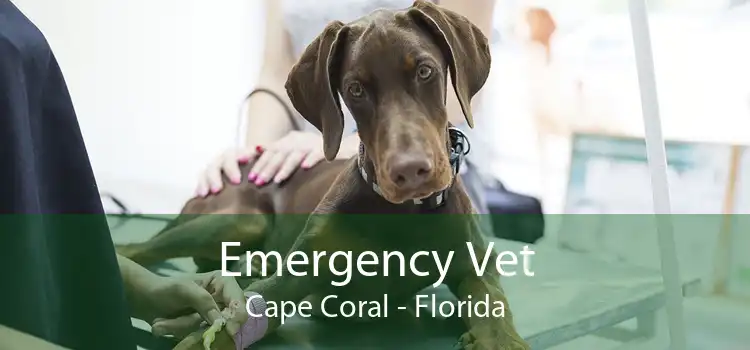 Emergency Vet Cape Coral - Florida