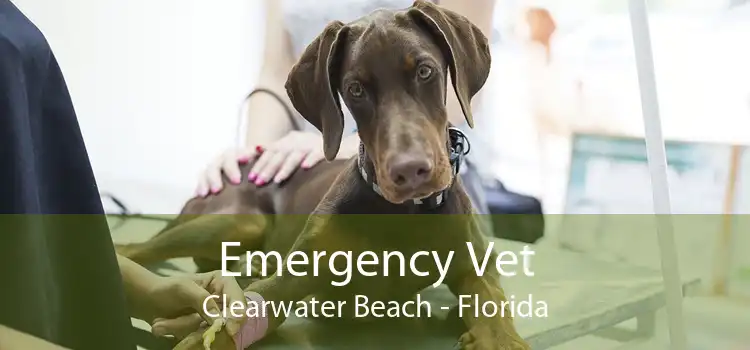 Emergency Vet Clearwater Beach - Florida