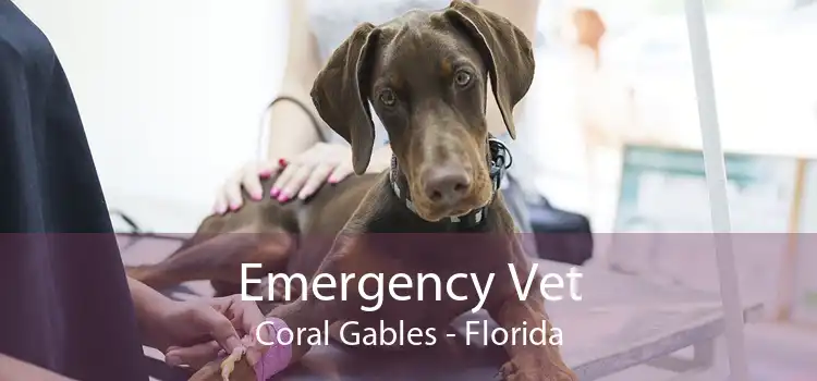 Emergency Vet Coral Gables - Florida