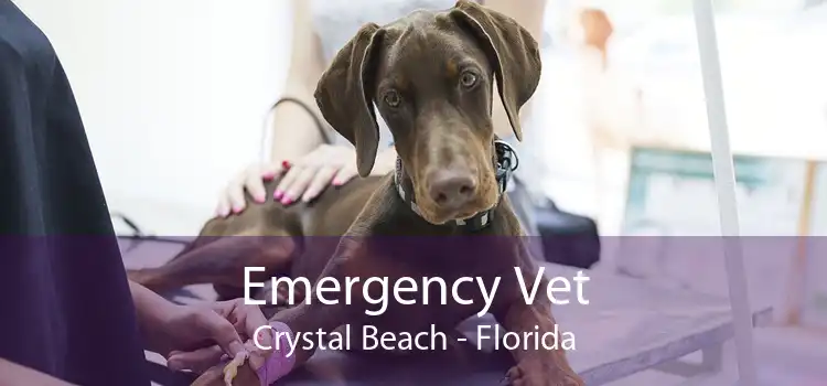 Emergency Vet Crystal Beach - Florida